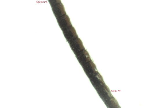 Réf. 316 028 : Ichneumoninae inconnu